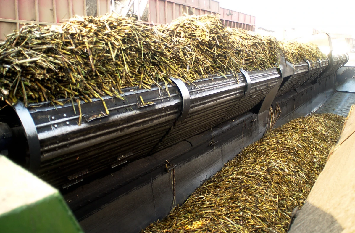 Molienda de caña de azúcar. AGRICULTURA 