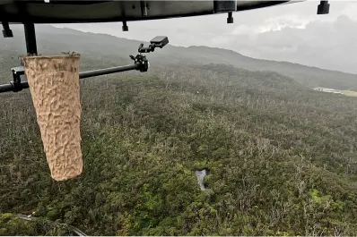 Por qué están tirando cápsulas con mosquitos desde drones en los bosques de Hawái