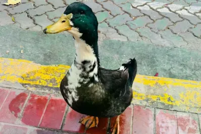 Insólito caso en Mendoza: denuncian a un pato por agresivo y ahora tiene abogado defensor