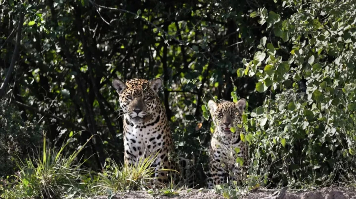 El regreso del gran felino argentino: histórico nacimiento de yaguareté en libertad tras 35 años. Foto de Pablo Luna