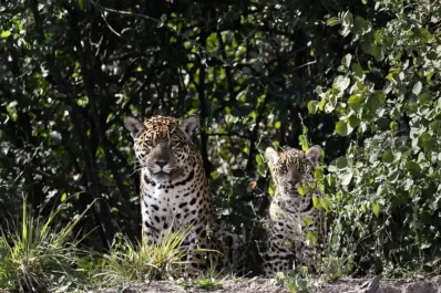 Histórico nacimiento de un yaguareté en el Chaco: el primero en libertad en décadas