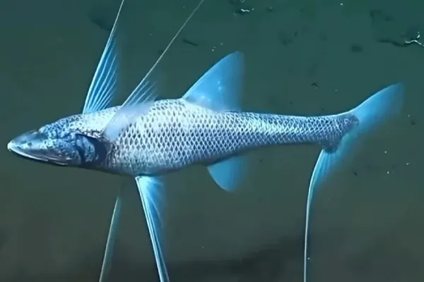 “¡Ahí está, lo estábamos esperando!”: el pez que sorprendió en la transmisión del Conicet desde el fondo del mar argentino