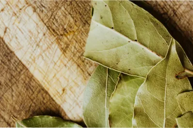 Feng Shui: el poderoso ritual de fin de semana con hojas de laurel para atraer la abundancia