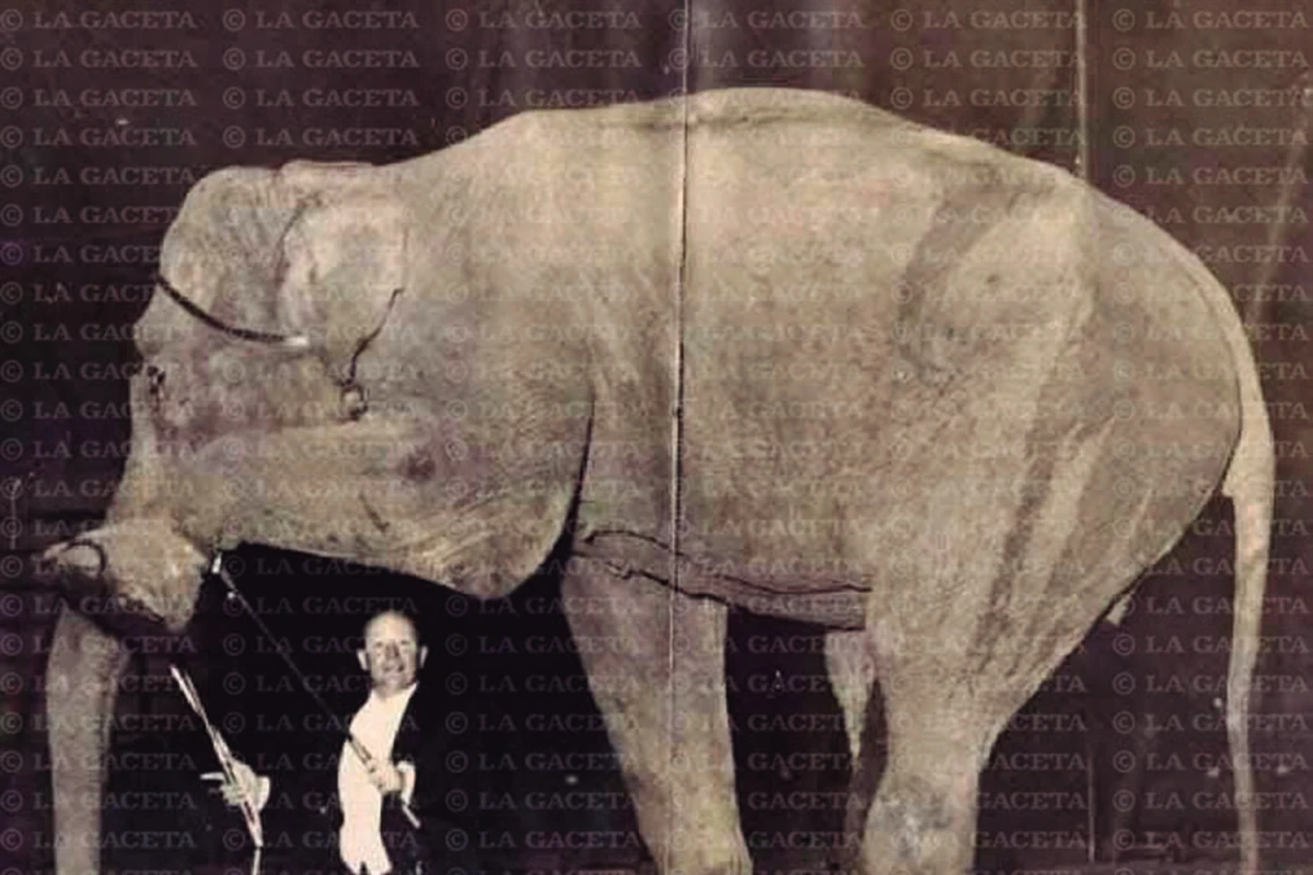 Recuerdos fotográficos: 1916. Ernestina, la elefanta coqueta del Zoo tucumano