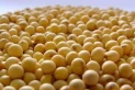 Soja: aprobaron el uso de marcadores ópticos para la identificación varietal