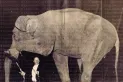 Recuerdos fotográficos: 1916. Ernestina, la elefanta coqueta del Zoo tucumano