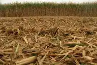 Cañaverales sin quema y con cobertura de rastrojo dan rindes superiores