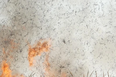 Sugieren aunar esfuerzos para erradicar la quema de caña definitivamente