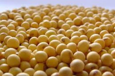 Soja: aprobaron el uso de marcadores ópticos para la identificación varietal