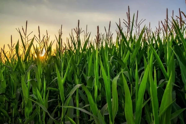 Brechas Pioneer mostró mejoras de rindes en todas las zonas donde se ensayó