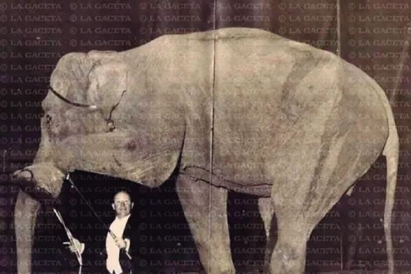 Recuerdos fotográficos: 1916. Ernestina, la elefanta coqueta del Zoo tucumano