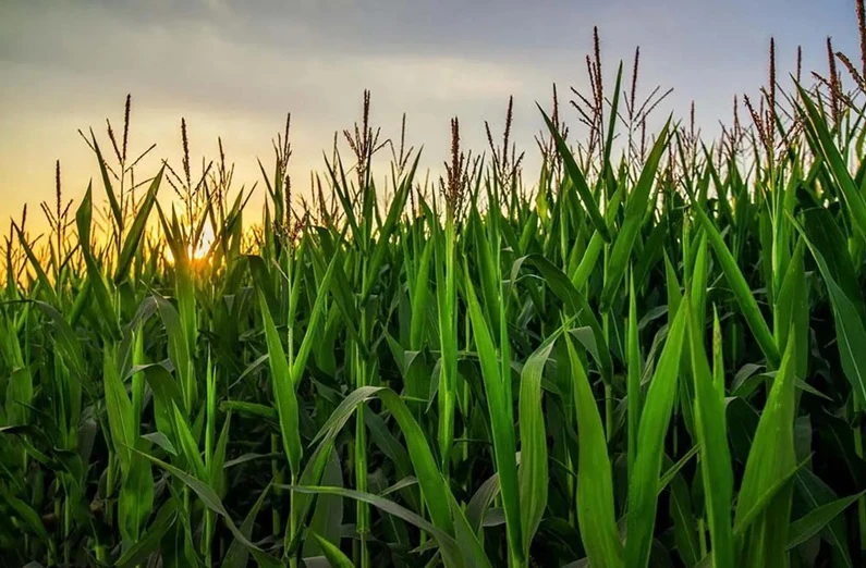 Brechas Pioneer mostró mejoras de rindes en todas las zonas donde se ensayó