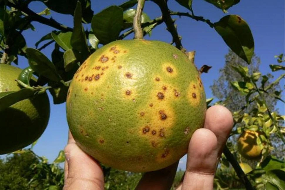 Nuevo plan integral para control del HLB en el citrus