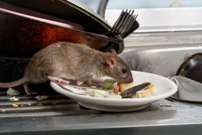 El verdadero mensaje espiritual de encontrar una rata en tu hogar