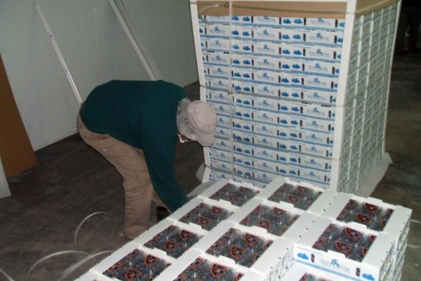 Exportación de arándanos de Tucumán: “Perdimos terreno”