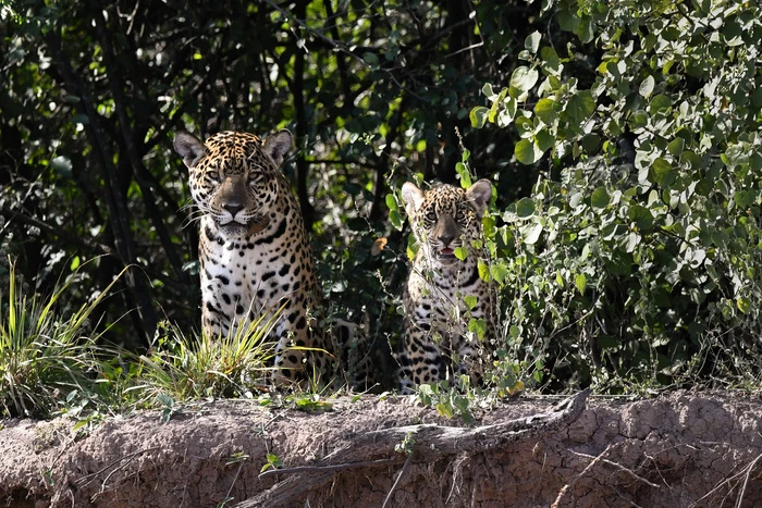 FOTO DE FAMILIA. Nalá y su cachorro fueron fotografiados por guías.