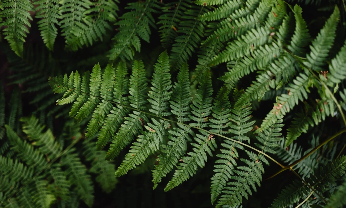 Cuidado con la planta que atrae garrapatas y podría estar dentro de tu casa