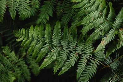Cuidado con la planta que atrae garrapatas y podría estar dentro de tu casa