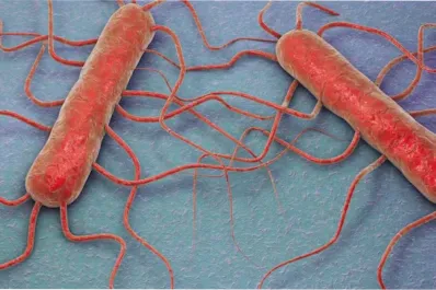 Qué es la listeriosis y quiénes pueden padecer la enfermedad que se detectó en algunos quesos de Tucumán