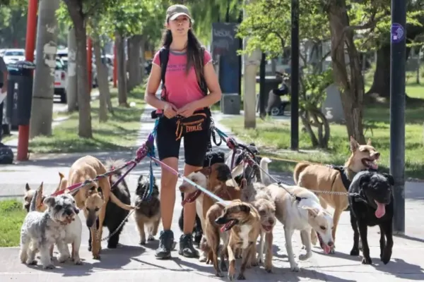 La UBA ofrece un curso gratis para convertirse en paseador profesional de perros