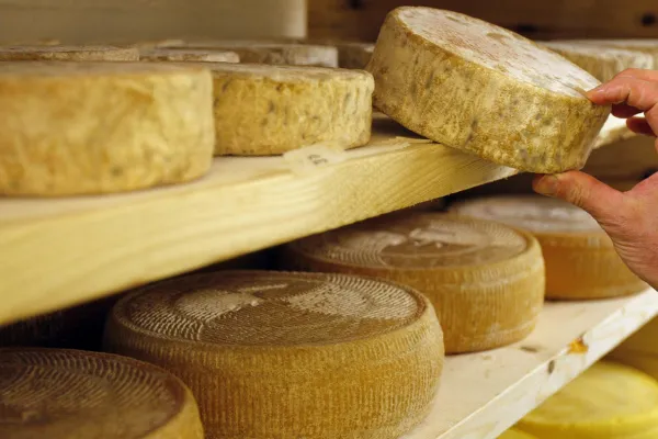 Protección de origen: dan un paso clave para proteger la identidad del queso de Tafí del Valle