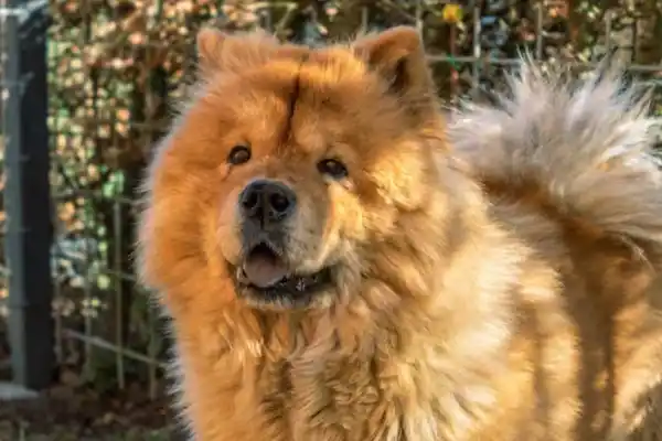 Tu perro pierde mucho pelo? Conocé las razas más propensas