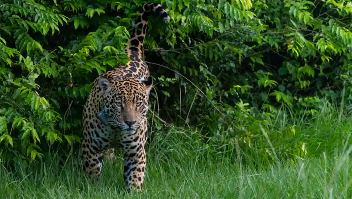 EN PELIGRO. El yaguareté es el tercer felino más grande del mundo y está en riesgo de extinción.