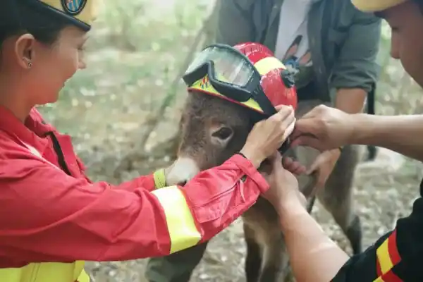 Burros bomberos, la estrategia secreta frente a los incendios en España
