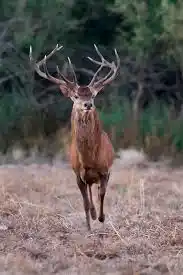 Cacería sí o no: polémica por la superpoblación de especies invasoras