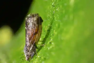 HLB: Pilcomayo recuperó el status de área libre del vector