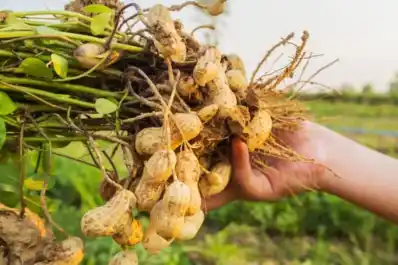 Maní: el país sigue siendo el principal exportador global