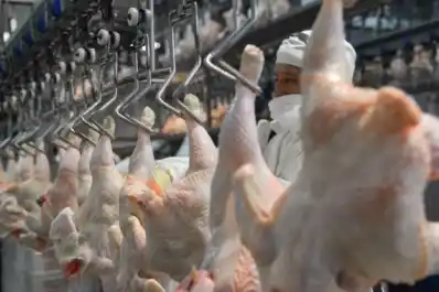 Industria avícola: registró un récord la importación de pechugas de pollo de Brasil