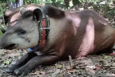 Caza furtiva: hubo dos casos que movilizaron a los tucumanos