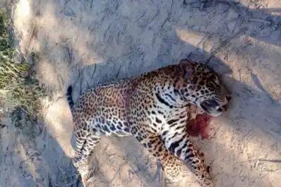 La muerte del yaguareté: un fallo histórico que alimenta otra polémica