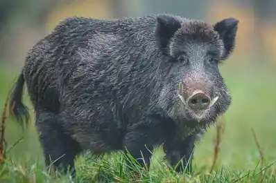 Cacería sí o no: polémica por la superpoblación de especies invasoras