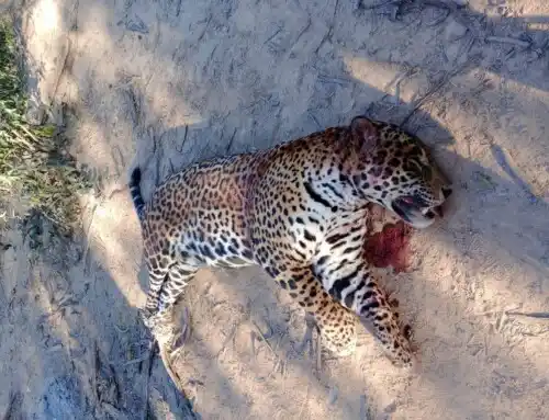 LA PRUEBA DEL DELITO. La foto del yaguareté muerto fue viralizado por las redes sociales generando una polémica a nivel nacional.