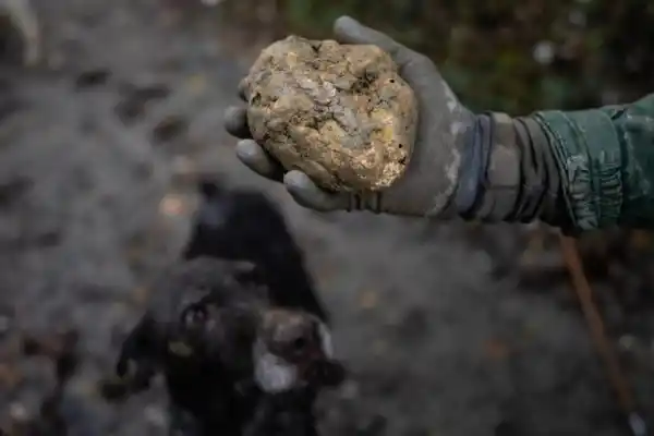 Analizan el desarrollo futuro del cultivo de trufas en Tucumán