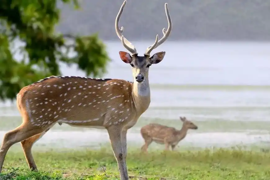 Cacería sí o no: polémica por la superpoblación de especies invasoras