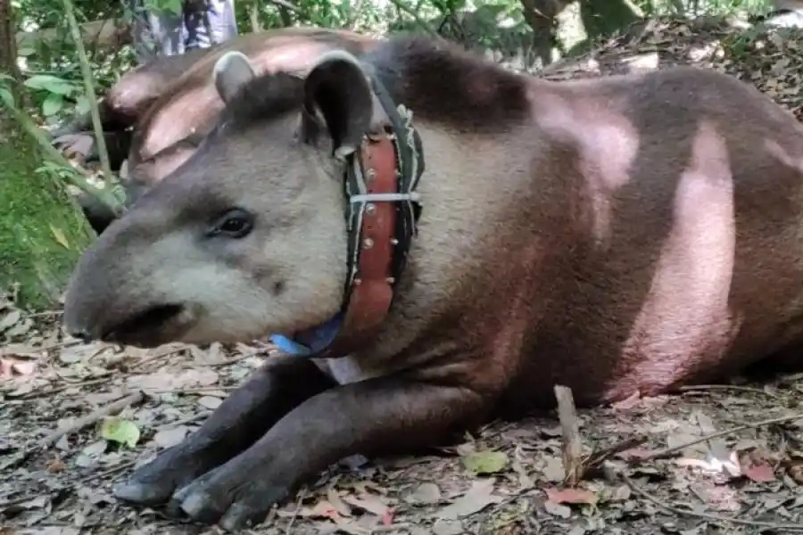 UN HECHO SIN RESOLVER. Una foto del tapir Suyana antes de ser liberada.