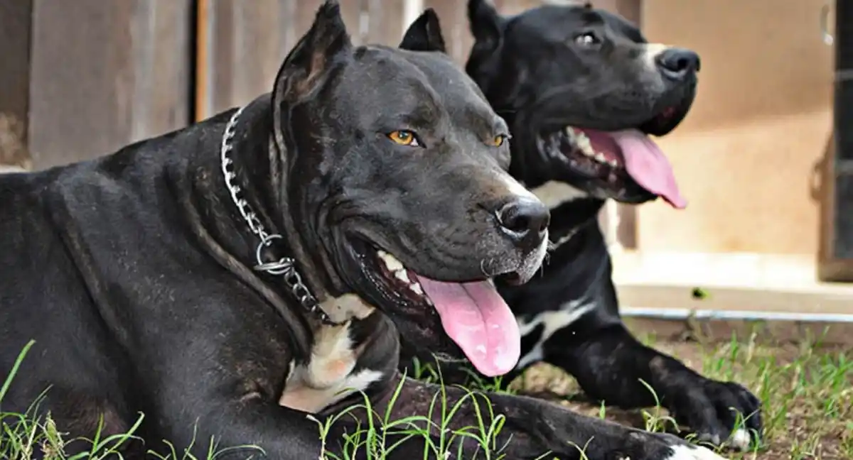 Denuncian a un policía por matar de un disparo a un perro y amenazar a los propietarios