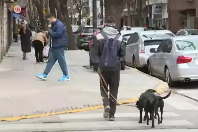 Animales envenenados en Buenos Aires: murieron tres perros y otros diez resultaron intoxicados