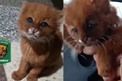 Rescataron un cachorro de yaguarundí en Santa Fe y hallaron otro puma en una casa de Salta