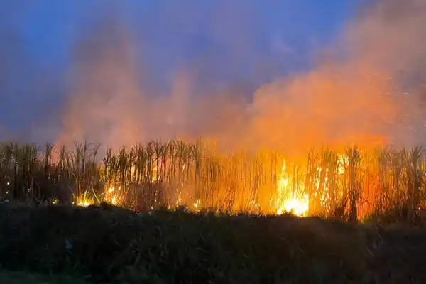 600x400_en-llamas-uno-incendios-se-registro-localidad-ingenio-leales-1098452-091456.webp