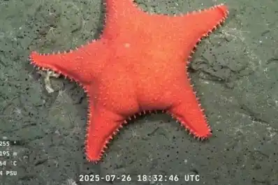 ¿Por qué la estrella de mar es culona?: la sorprendente explicación de una científica del streaming del Conicet