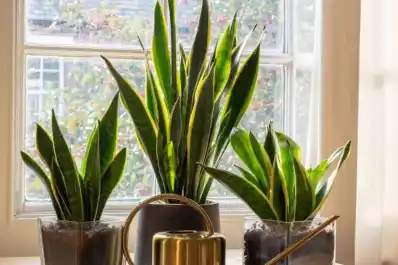 Uno por uno, todos los beneficios de tener una lengua de suegra en el hogar