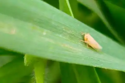 Actualizan información sobre el estado de Dalbulus maidis en la región