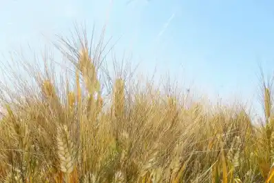 Difunden los resultados de ensayos de control de malezas problemáticas en el trigo