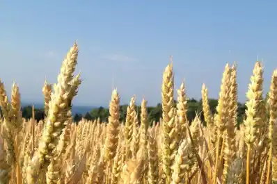 Trigo: el aporte de lluvias de julio resultó clave para la muy buena condición del cultivo