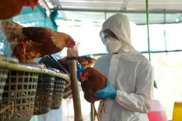 Influenza aviar: el Senasa confirmó un caso en Los Toldos