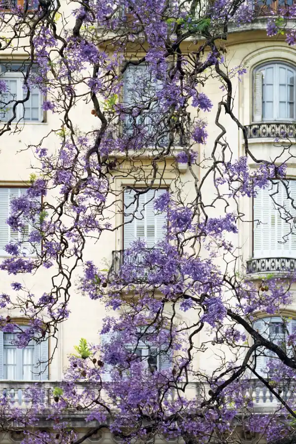 La tucumana que hizo florecer Buenos Aires: Karina Azaretzky